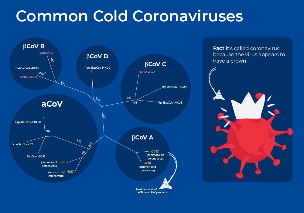 Common Cold Coronaviruses Graphic
